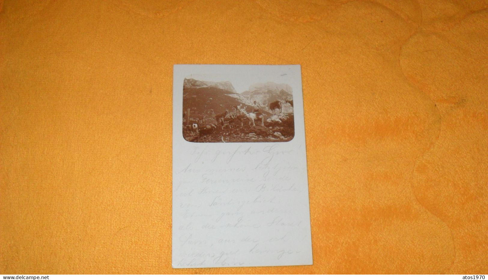 CARTE POSTALE PHOTO ANCIENNE CIRCULEE DE 1913./ SCENE CHEVRES DANS LA MONTAGNE ANIMEE..CACHETS KUSNACHT + TIMBRE - Küsnacht