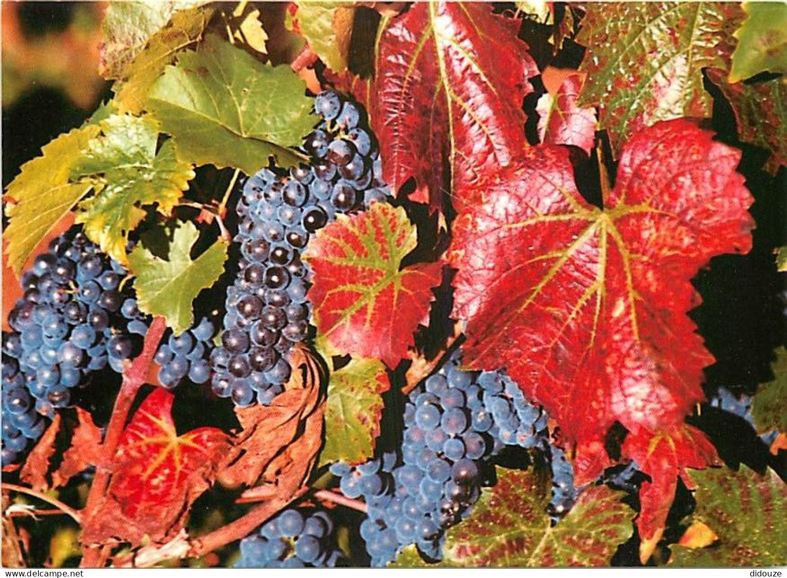 Vignes - Les Vendanges De Boisset - Raisins - CPM - Carte Neuve - Voir Scans Recto-Verso - Vigne