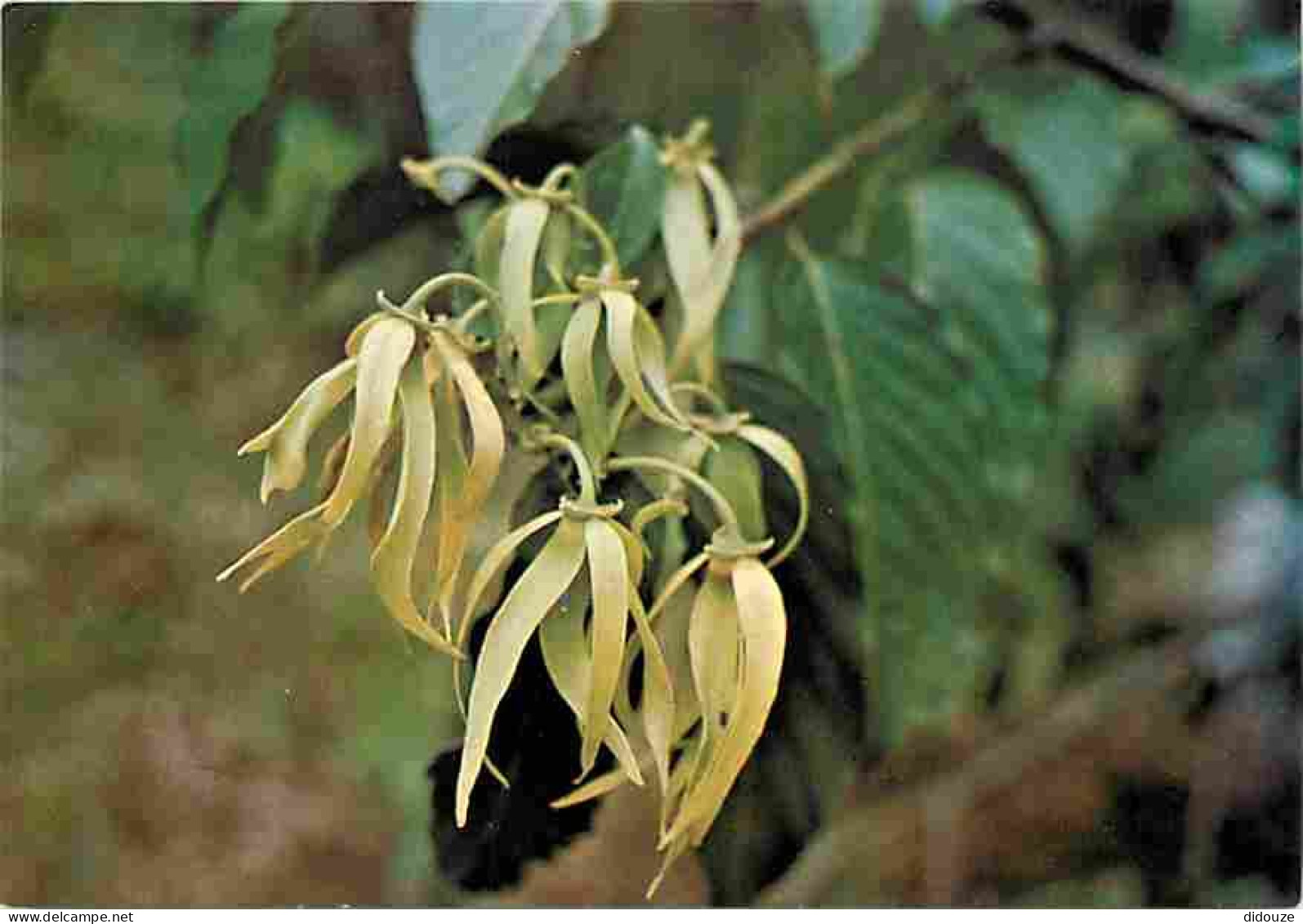 Comores - Anjouan - Fleur D'Ylang - CPM - Voir Scans Recto-Verso - Comoren