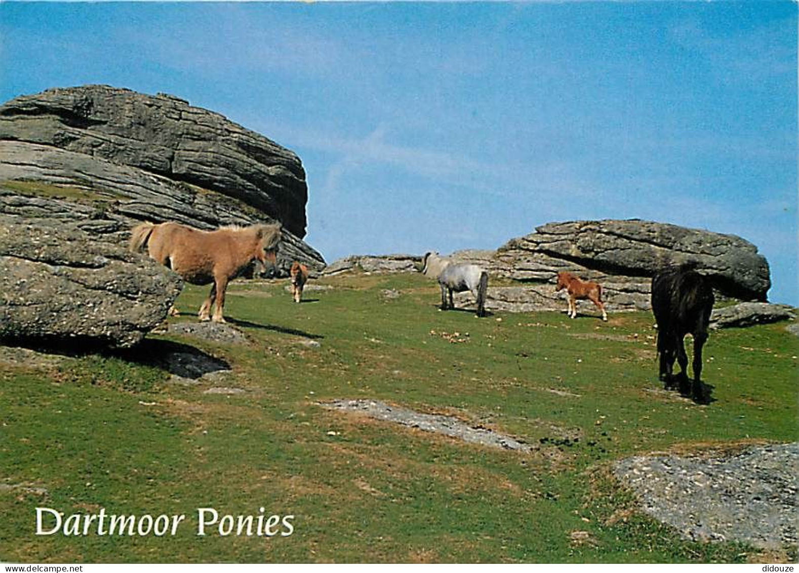 Animaux - Chevaux - Royaume-Uni - Dartmoor Ponies - Poneys - Carte Neuve - CPM - UK - Voir Scans Recto-Verso - Caballos