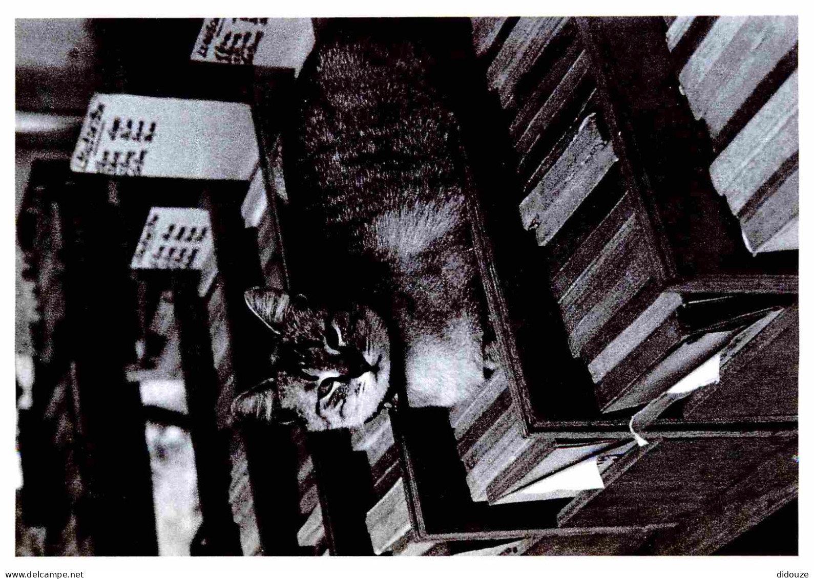 Animaux - Chats - CPM - Voir Scans Recto-Verso - Cats