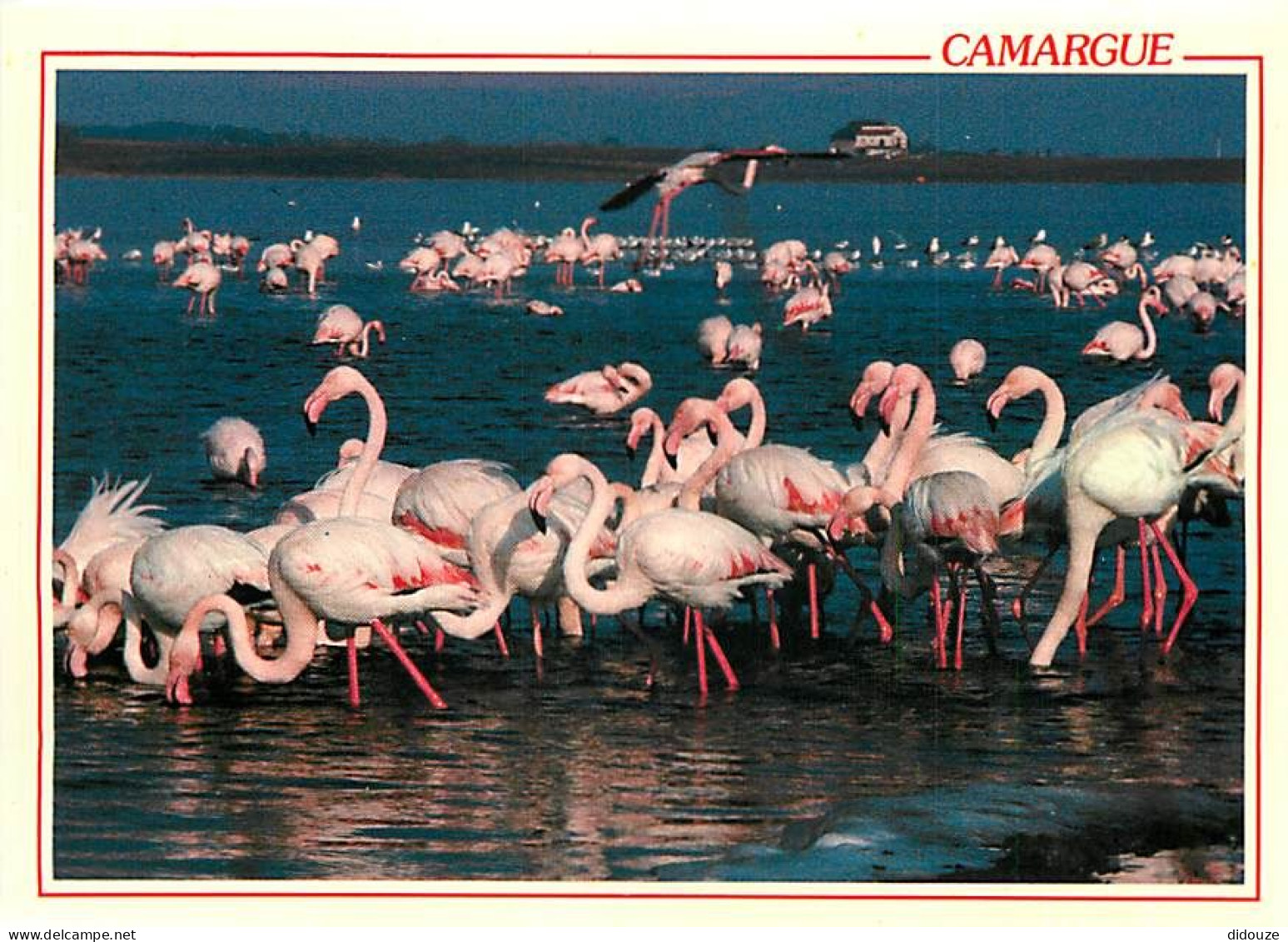 Oiseaux - Flamants Roses - Camargue - Flamingos - CPM - Voir Scans Recto-Verso - Uccelli