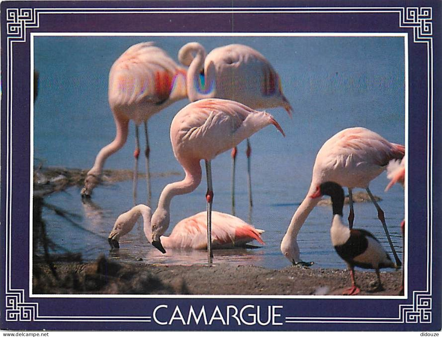 Oiseaux - Flamants Roses - Camargue - Flamingos - CPM - Voir Scans Recto-Verso - Uccelli