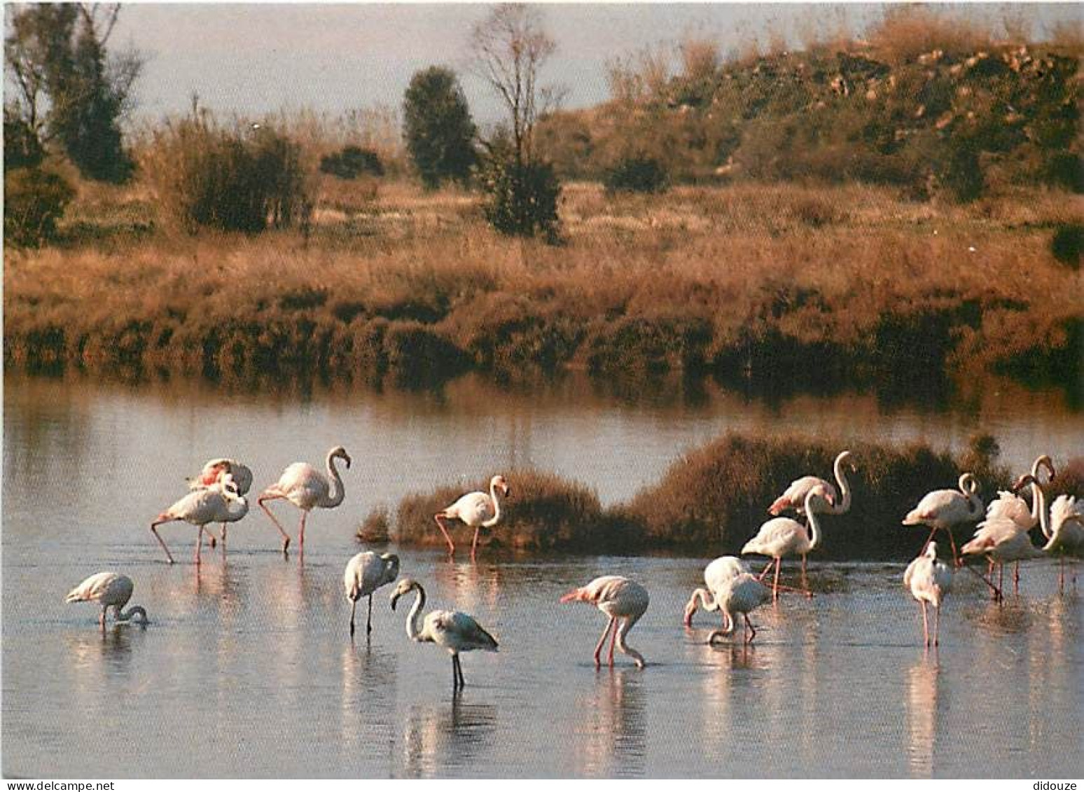 Oiseaux - Flamants Roses - Hyères Les Palmiers - Les Flamants Dans Les Marais Salants - Flamingos - CPM - Voir Scans Rec - Uccelli