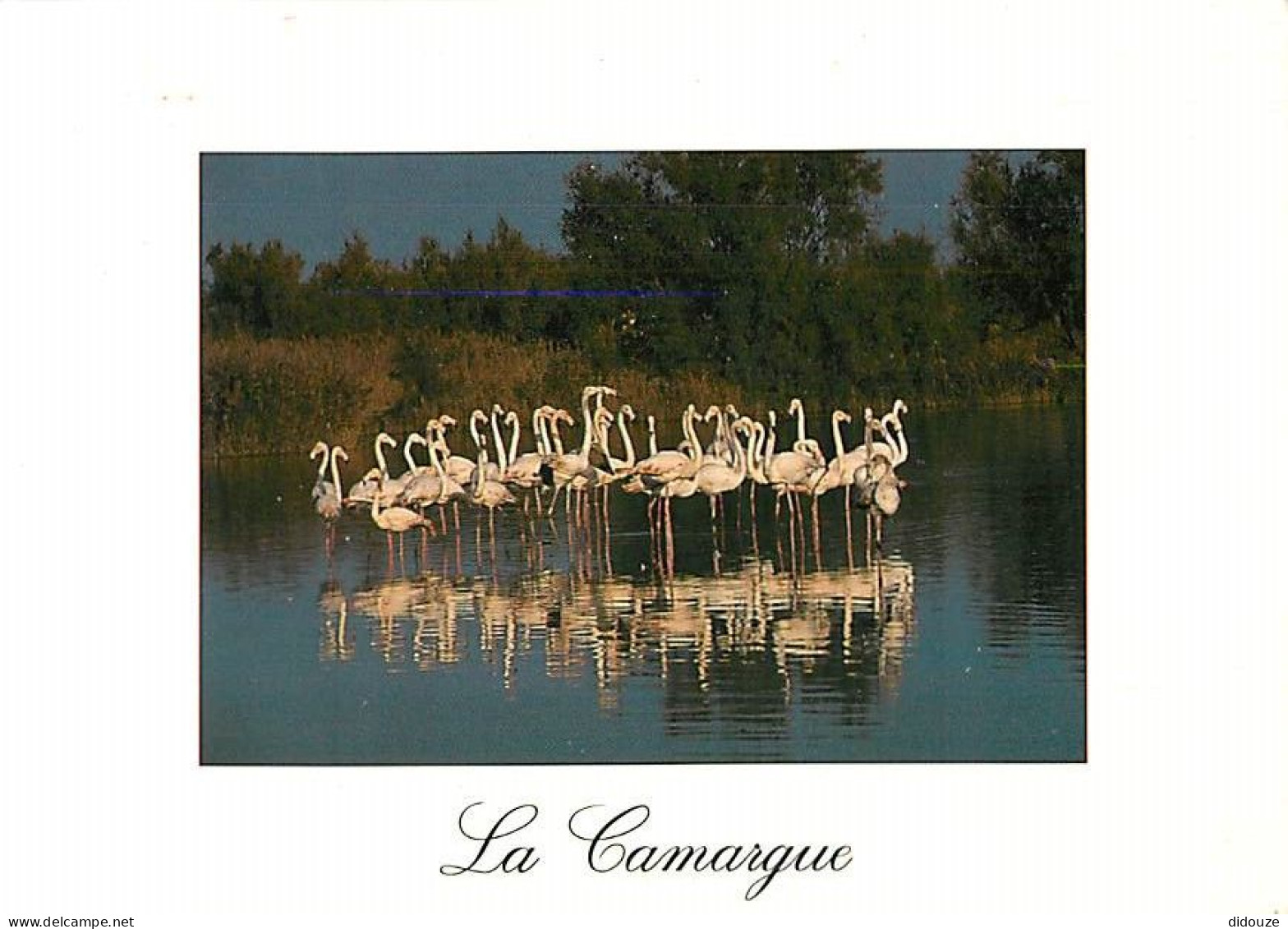 Oiseaux - Flamants Roses - Camargue - Flamingos - CPM - Voir Scans Recto-Verso - Uccelli