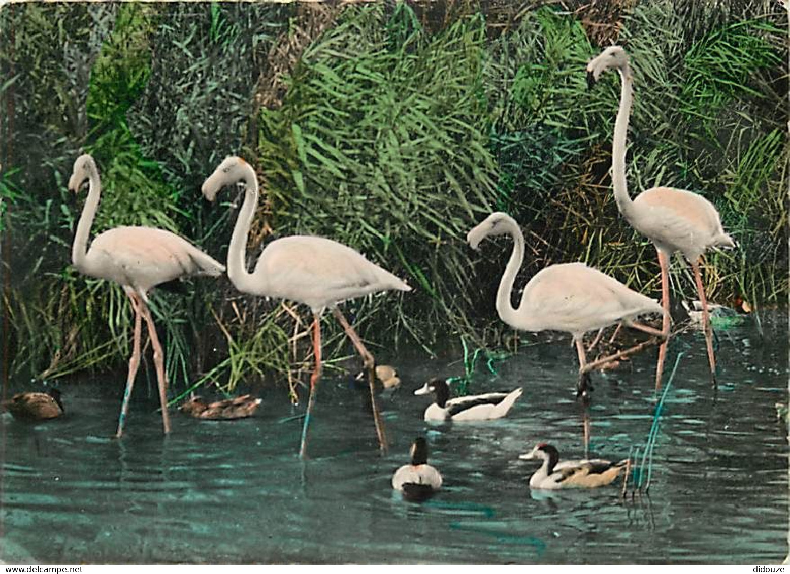 Oiseaux - Flamants Roses - Camargue - Flamingos - CPM - Voir Scans Recto-Verso - Uccelli