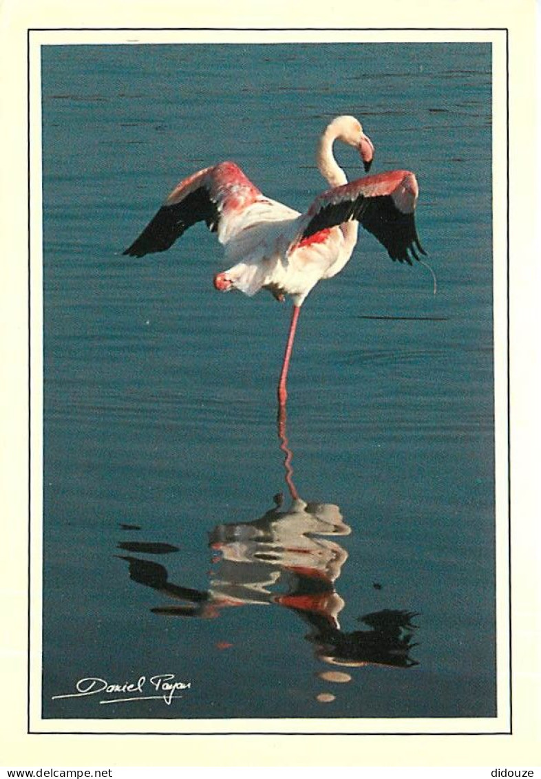 Oiseaux - Flamants Roses - Camargue - Flamingos - CPM - Voir Scans Recto-Verso - Uccelli