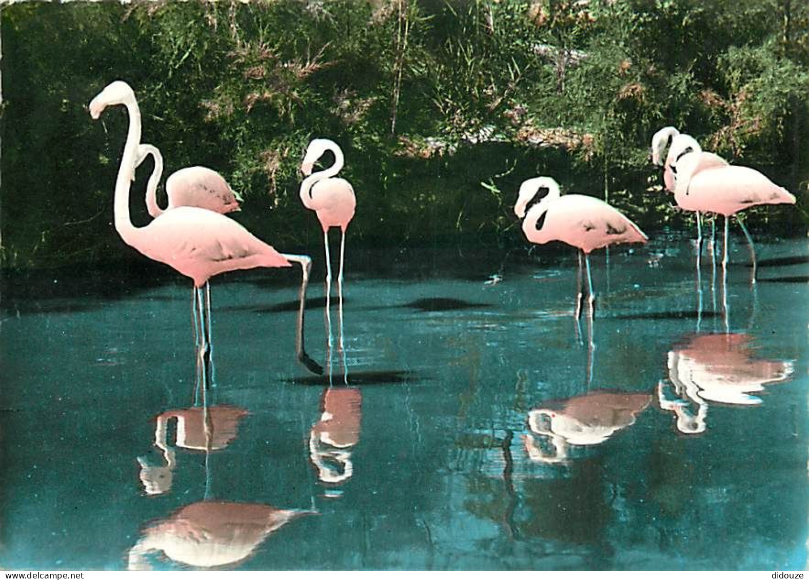 Oiseaux - Flamants Roses - Camargue - Flamingos - CPSM Grand Format - Voir Scans Recto-Verso - Uccelli