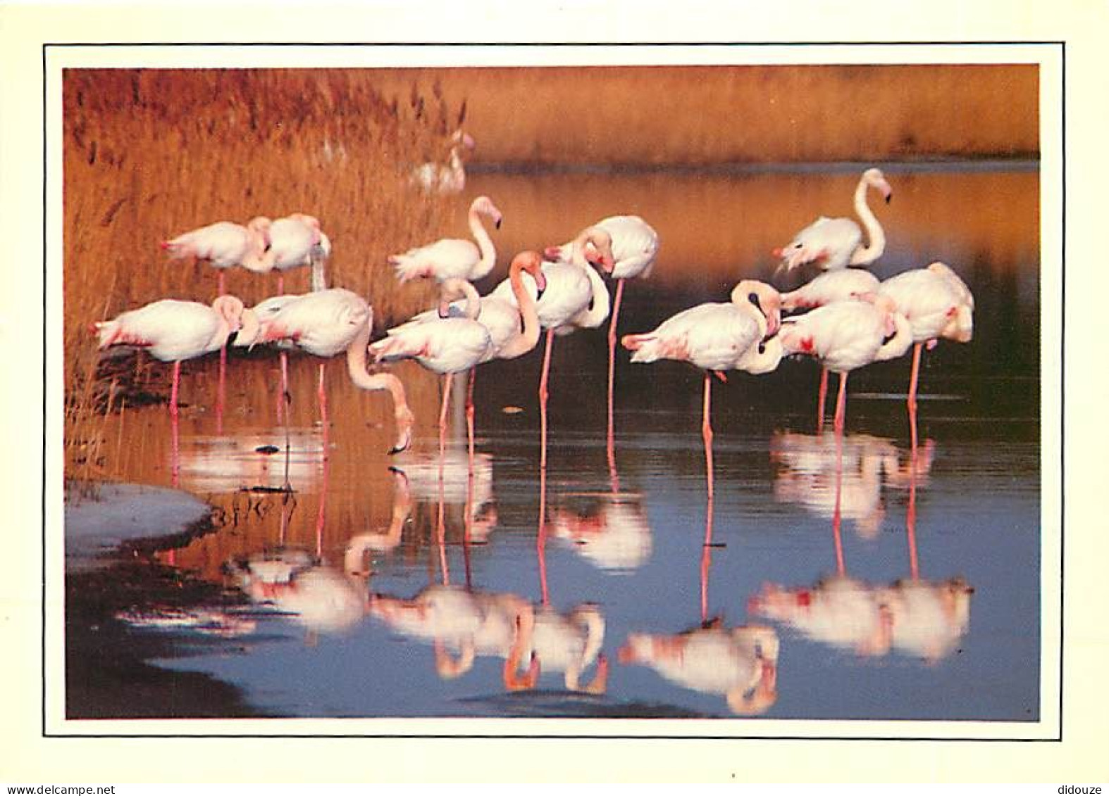 Oiseaux - Flamants Roses - Flamingos - CPM - Voir Scans Recto-Verso - Uccelli