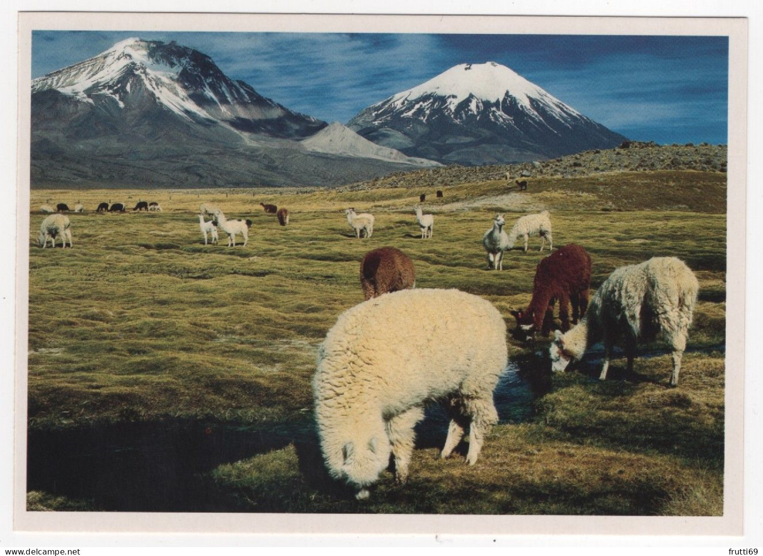 AK 214622 CHILE - Lamas Und Alcpacas Im Andenhochland - Im Hintergrund Die Vulkane Pomerape Und Parinacota - Chili