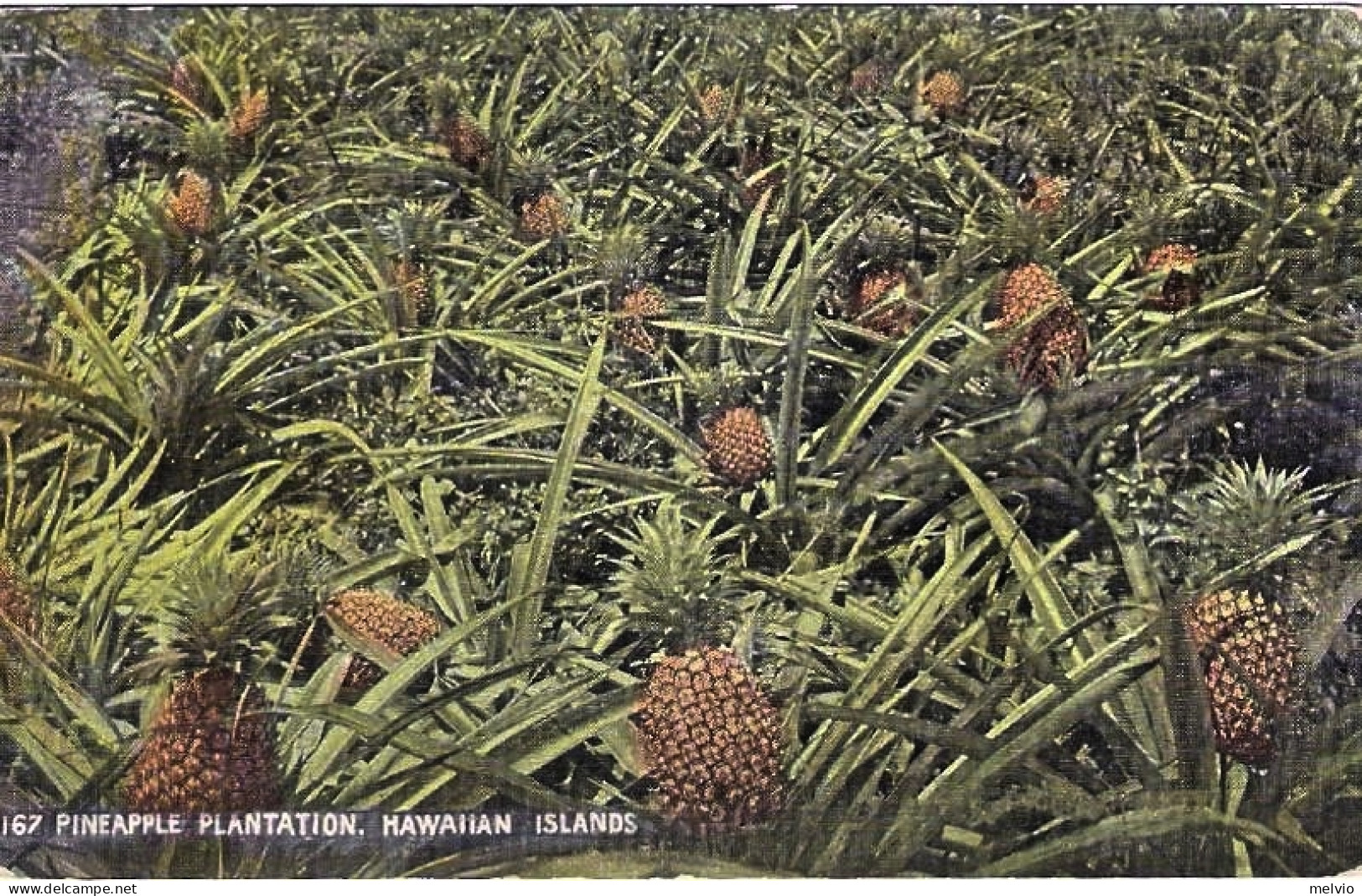 1940circa-Hawaii Pineapple Plantation - Hawai