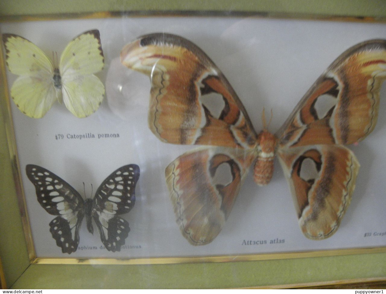 Papillons  Taxidermie - Andere & Zonder Classificatie