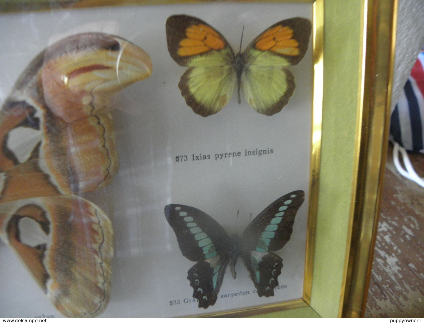 Papillons  Taxidermie - Andere & Zonder Classificatie