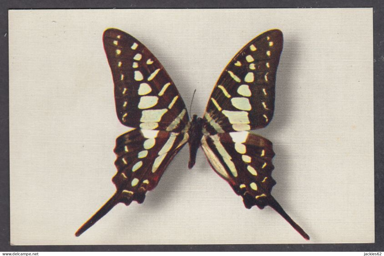 122728/ Papilio Antheus (Afrique) - Vlinders