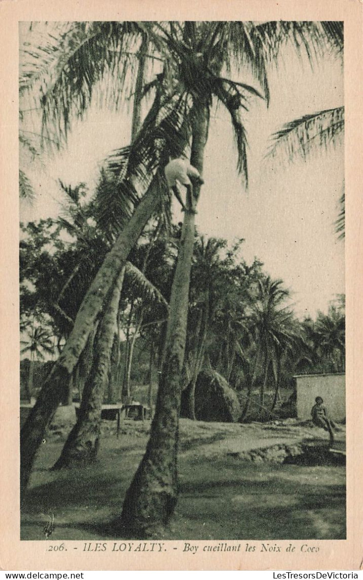 NOUVELLE CALEDONIE - Iles Loyalty - Boy Ceuillant Les Noix De Coco - Animé - Carte Postale Ancienne - Nueva Caledonia
