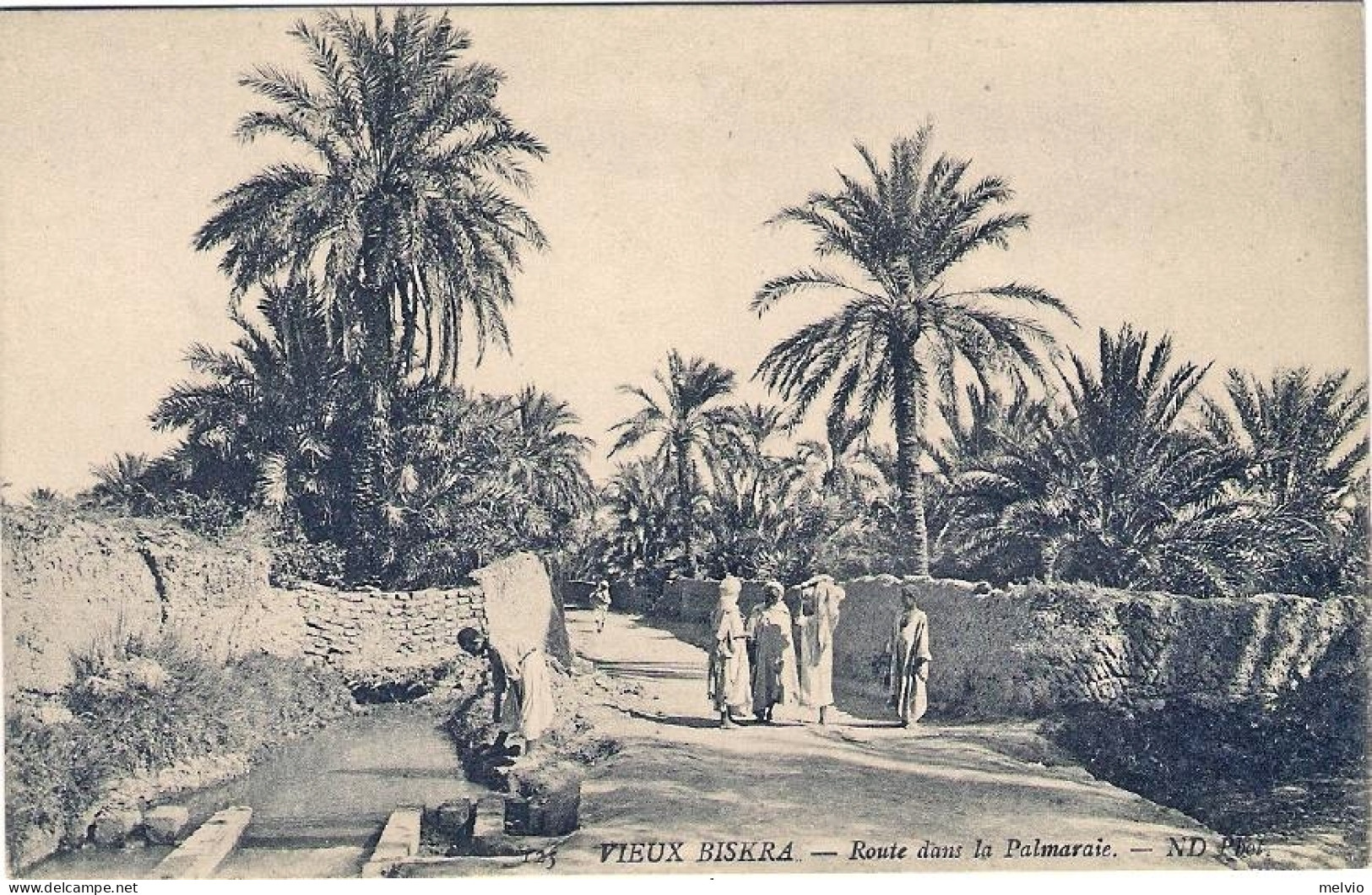 1920circa-Algeria Cartolina "Vieux Biskra Route Dans La Palmaraire" - Autres & Non Classés