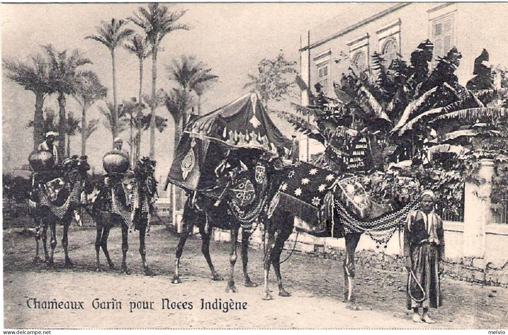 1930circa-Egitto Cartolina "Chameaux Garin Pour Noces Indigene" - Autres & Non Classés