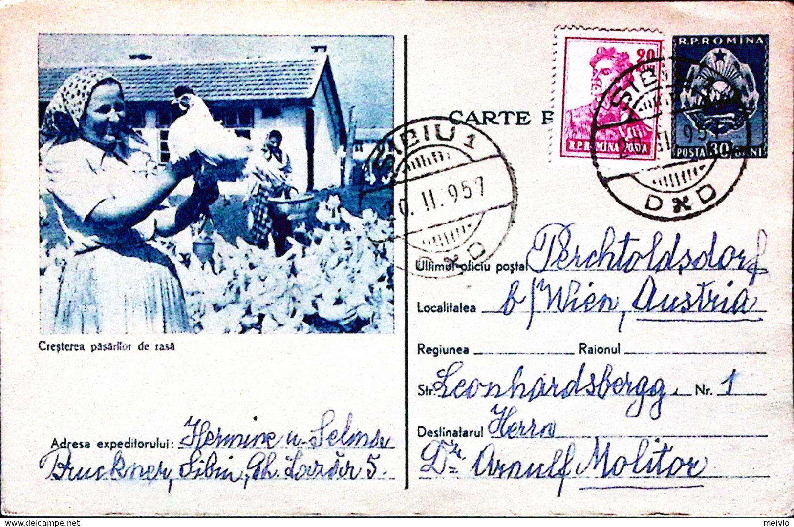 1957-Romania Cartolina Postale Pubblicitaria Concorso Pollame Viaggiata Sibiu (3 - Cartas & Documentos