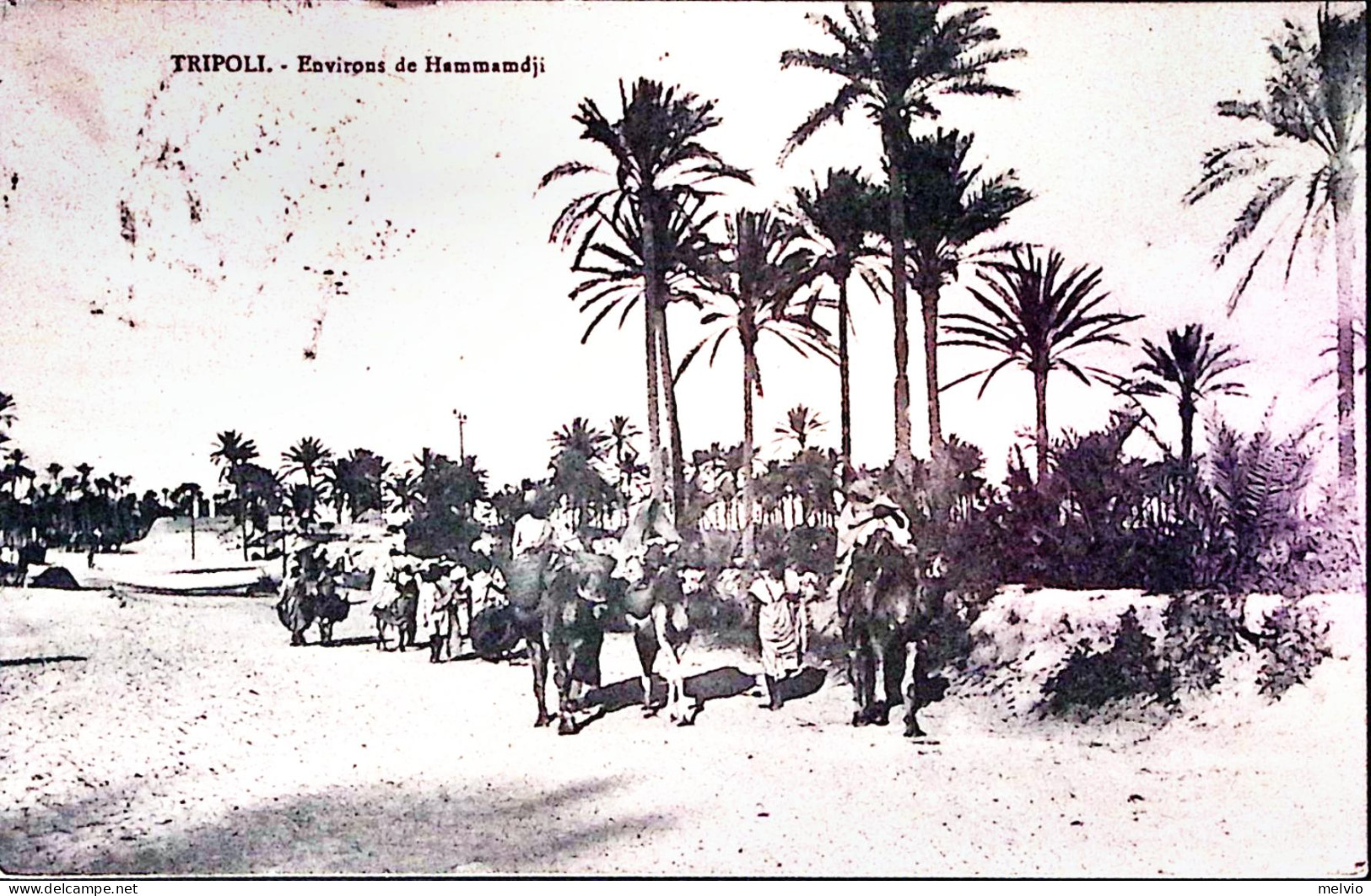 1912-TRIPOLI Di BARBERIA Tondo Riquadrato (11.1) Su Cartolina (Tripoli Environs  - Libia