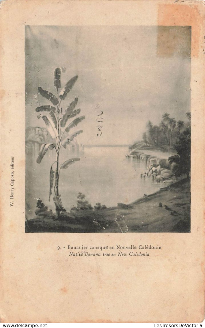 NOUVELLE CALEDONIE - Bananier Canaque En Nouvelle Calédonie - Carte Postale Ancienne - Nouvelle-Calédonie