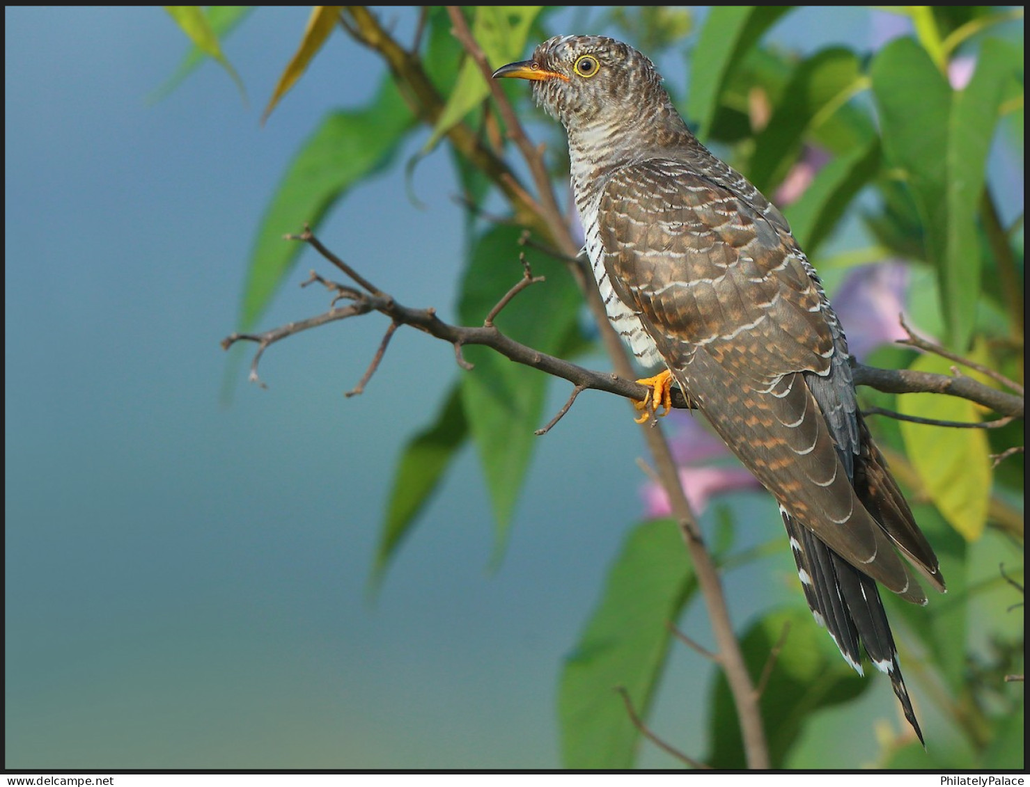 ESTONIA 2024 Bird Of The Year,The Common Cuckoo,Aves,Animal,Summer Migrant To Europe & Asia, Maxicard,FullSheet MNH (**) - Estland