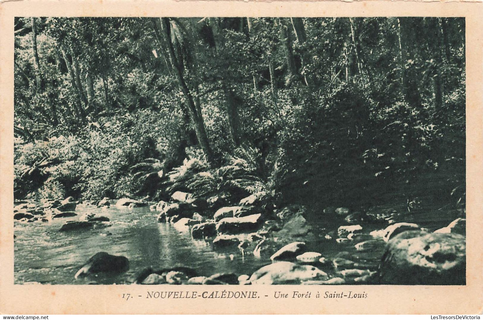 NOUVELLE CALEDONIE - Une Forêt à Saint Louis - Carte Postale Ancienne - Nieuw-Caledonië