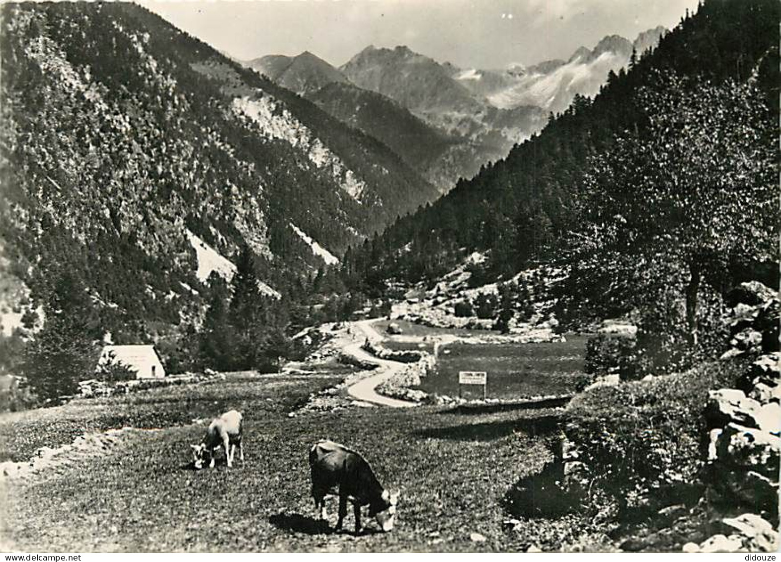 06 - Saint Martin Vésubie - Vallée Du Boréon - Frontière Franco-Italienne - Vaches - Carte Dentelée - CPSM Grand Format  - Saint-Martin-Vésubie