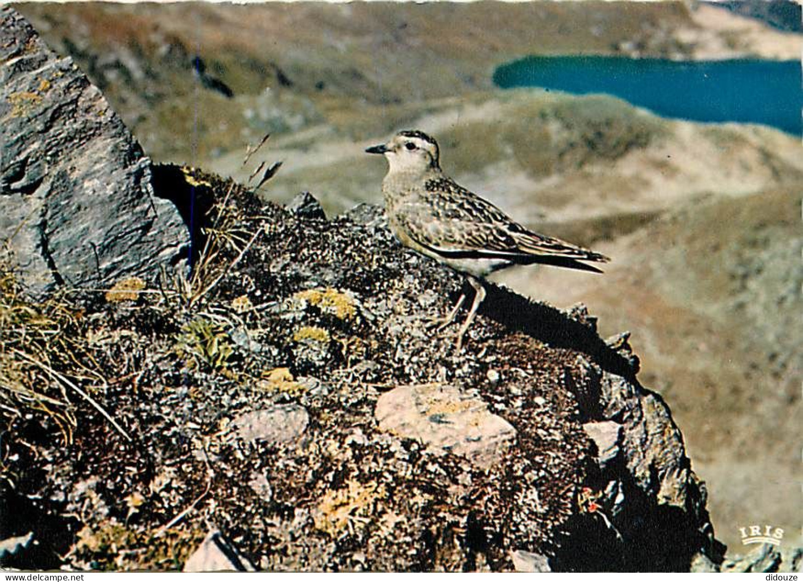 Animaux - Oiseaux - Pluvier Gulgnard - CPM - Voir Scans Recto-Verso - Uccelli