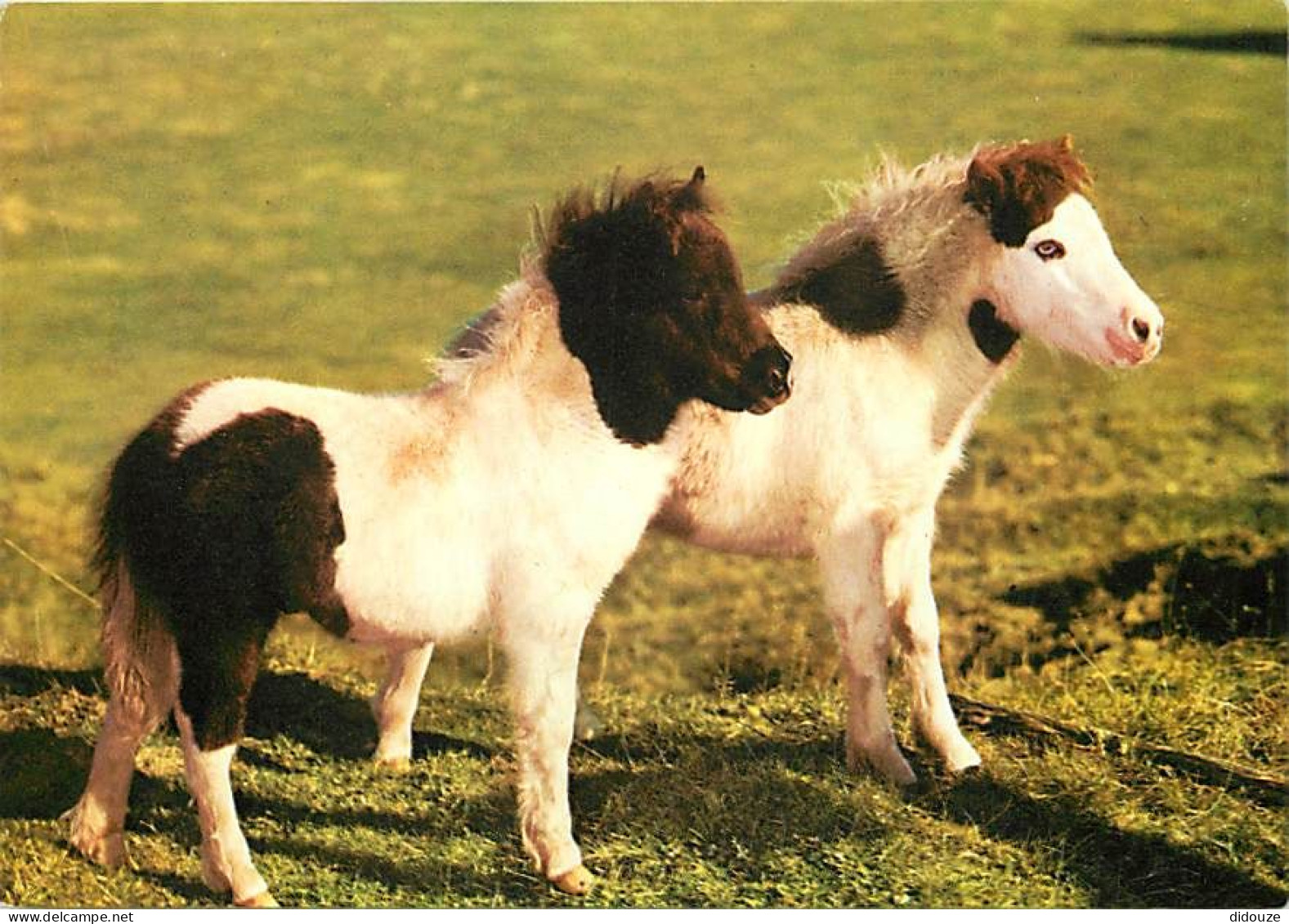 Animaux - Chevaux - Royaume-Uni - Shetland Ponies - Poneys - Carte Neuve - CPM - UK - Voir Scans Recto-Verso - Chevaux