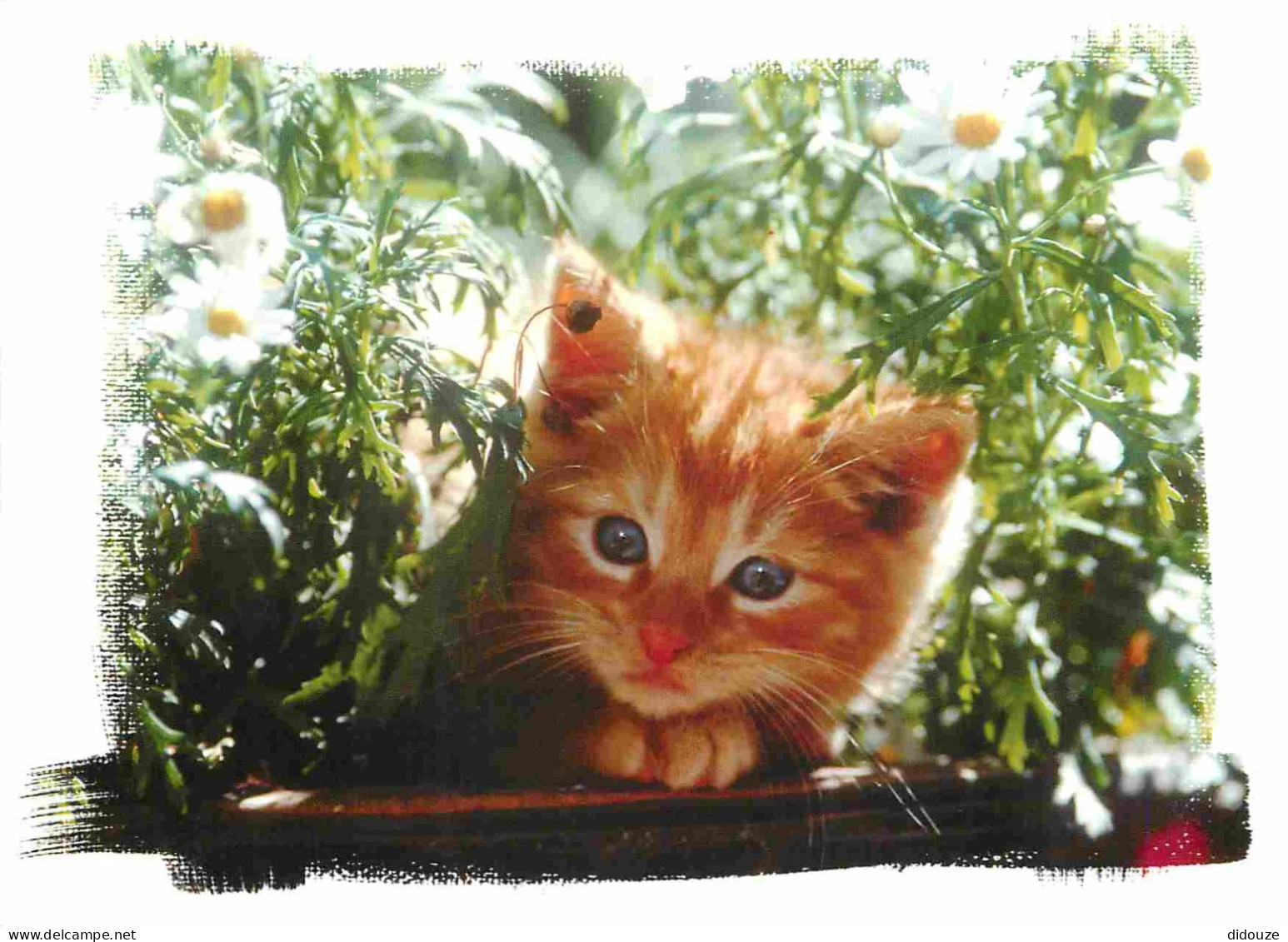 Animaux - Chats - CPM - Voir Scans Recto-Verso - Katzen