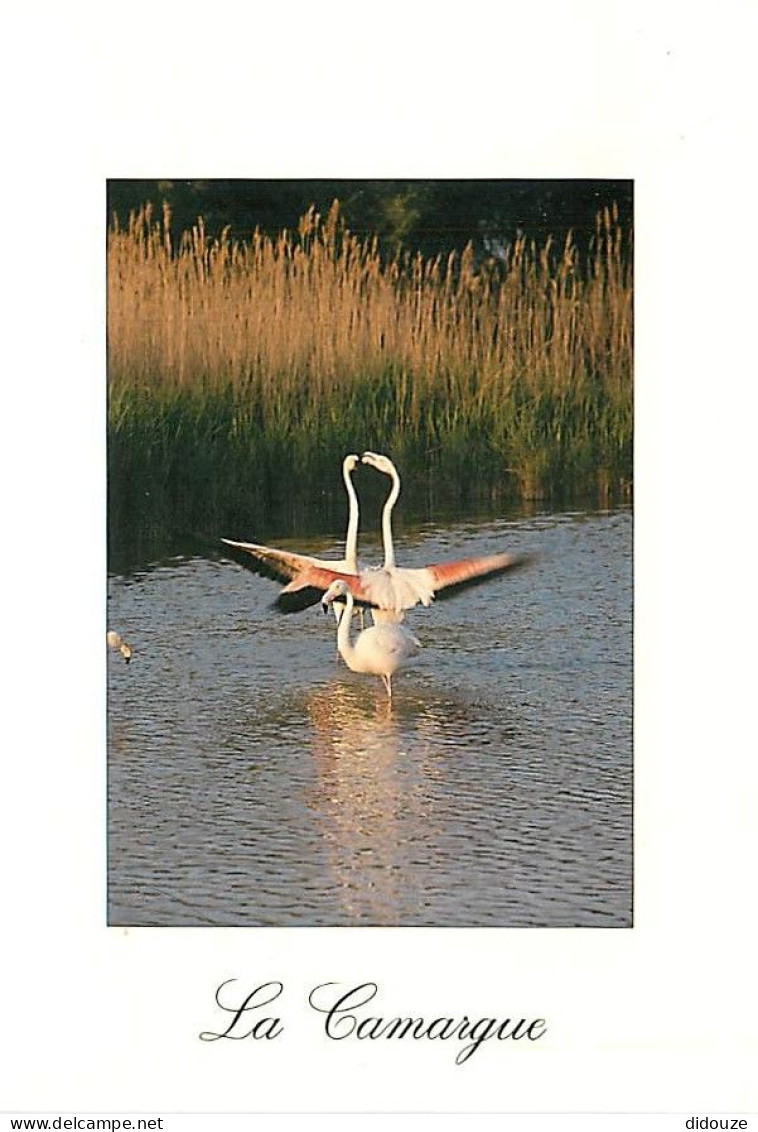 Oiseaux - Flamants Roses - Camargue - Flamingos - CPM - Voir Scans Recto-Verso - Vögel