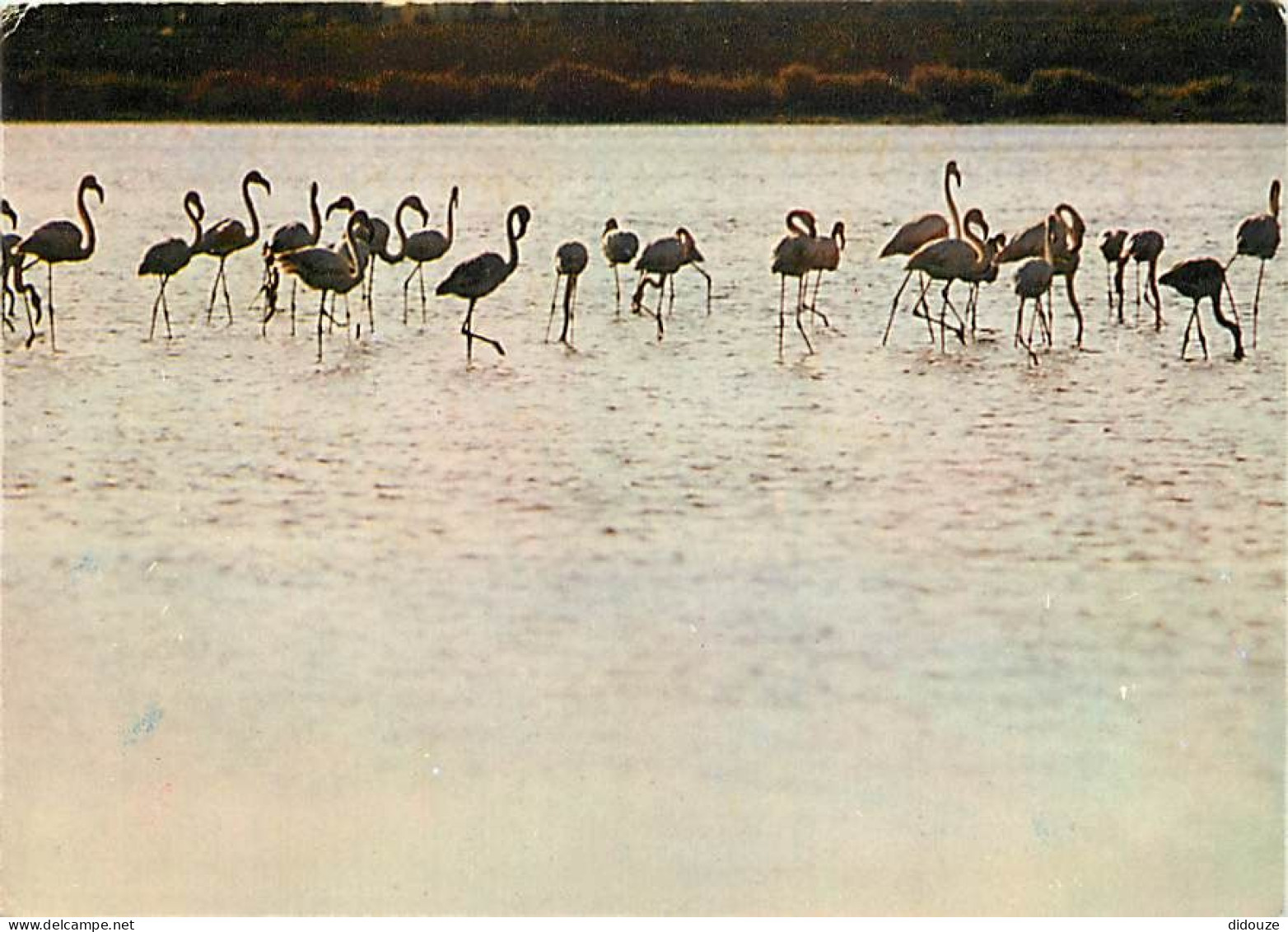 Oiseaux - Flamants Roses - Camargue - Flamingos - CPM - Voir Scans Recto-Verso - Vögel