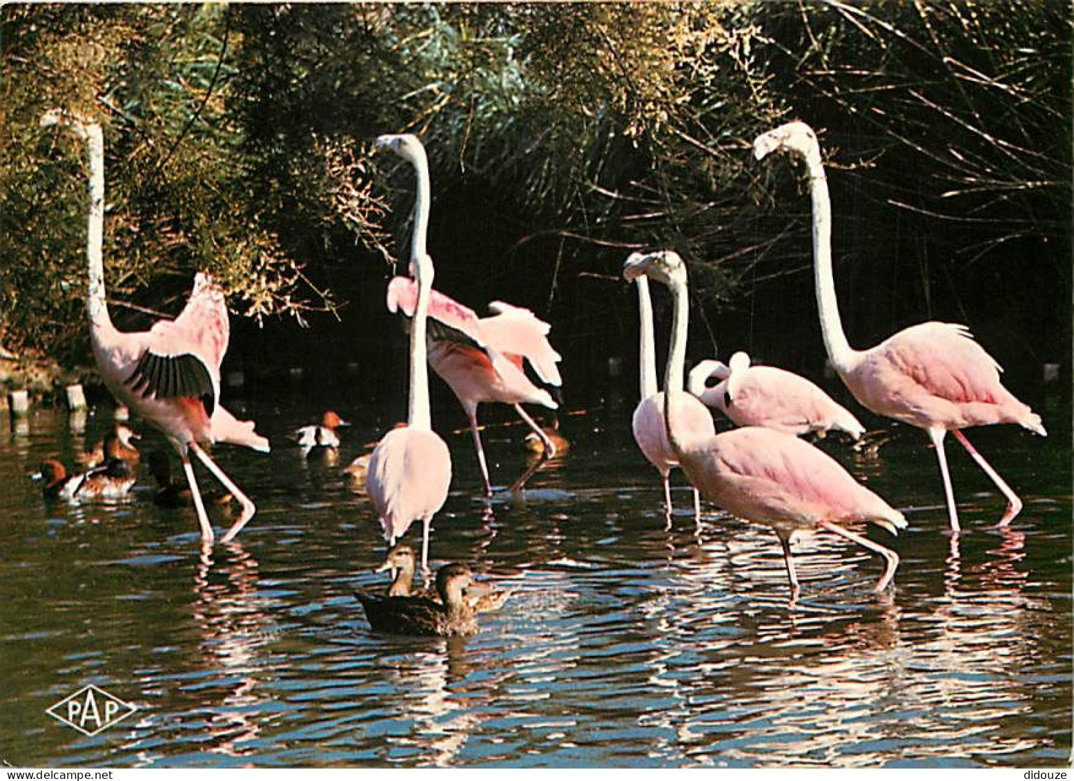 Oiseaux - Flamants Roses - Camargue - Flamingos - CPM - Voir Scans Recto-Verso - Uccelli