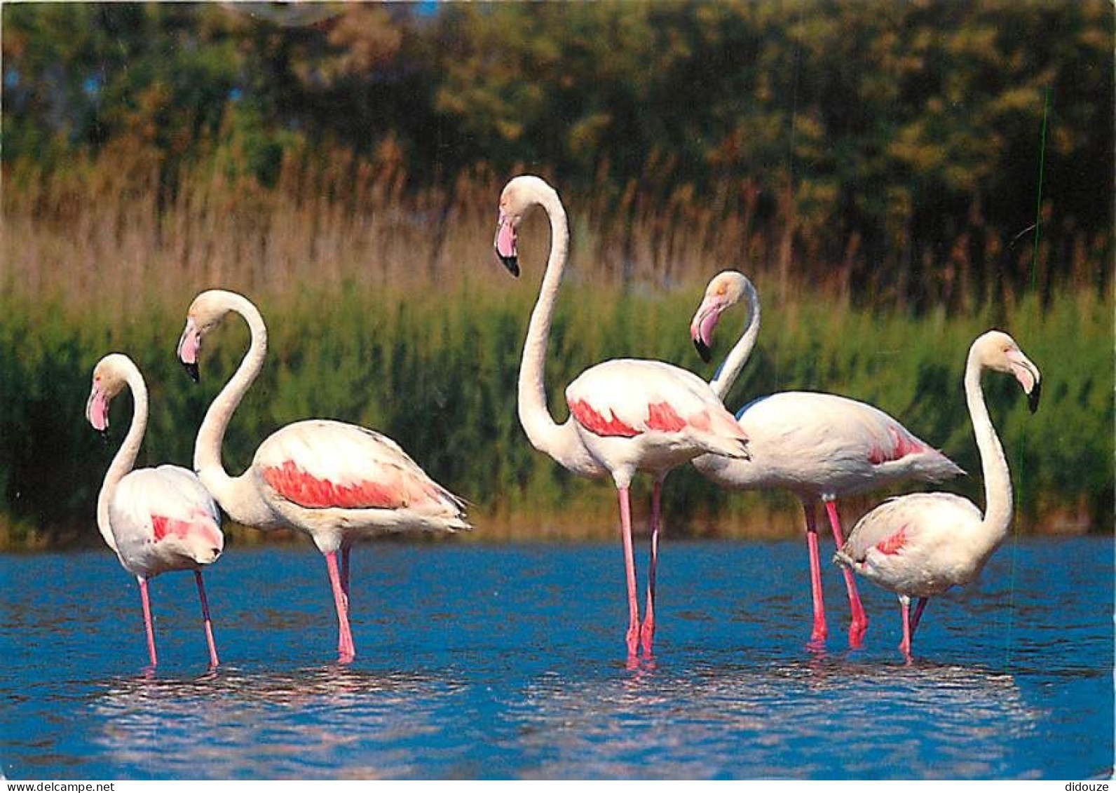 Oiseaux - Flamants Roses - Camargue - Flamingos - CPM - Voir Scans Recto-Verso - Uccelli