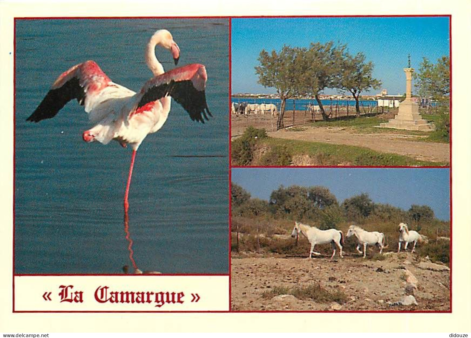 Oiseaux - Flamants Roses - Camargue - Flamingos - CPM - Voir Scans Recto-Verso - Uccelli