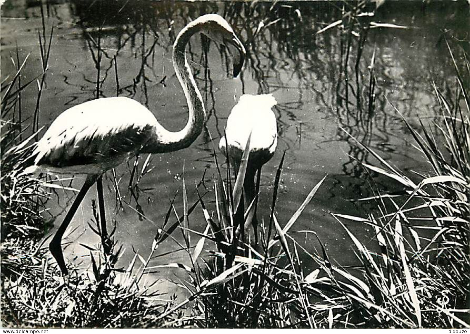 Oiseaux - Flamants Roses - Camargue - Flamingos - CPSM Grand Format - Voir Scans Recto-Verso - Vögel