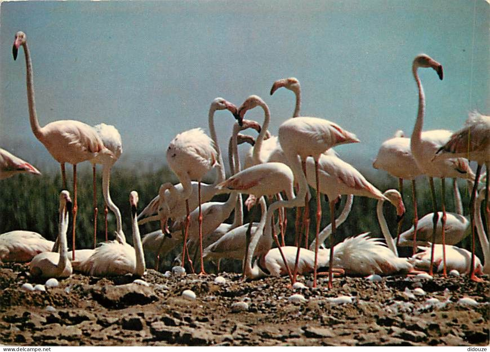 Oiseaux - Flamants Roses - Flamingos - CPM - Voir Scans Recto-Verso - Uccelli