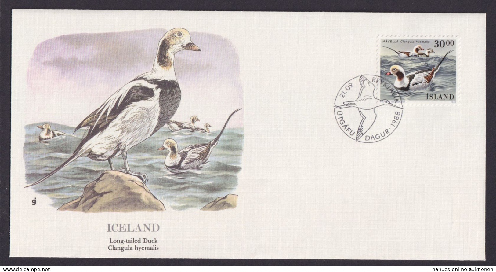 Island Iceland Fauna Vögel Eisente Schöner Künstler Brief - Covers & Documents