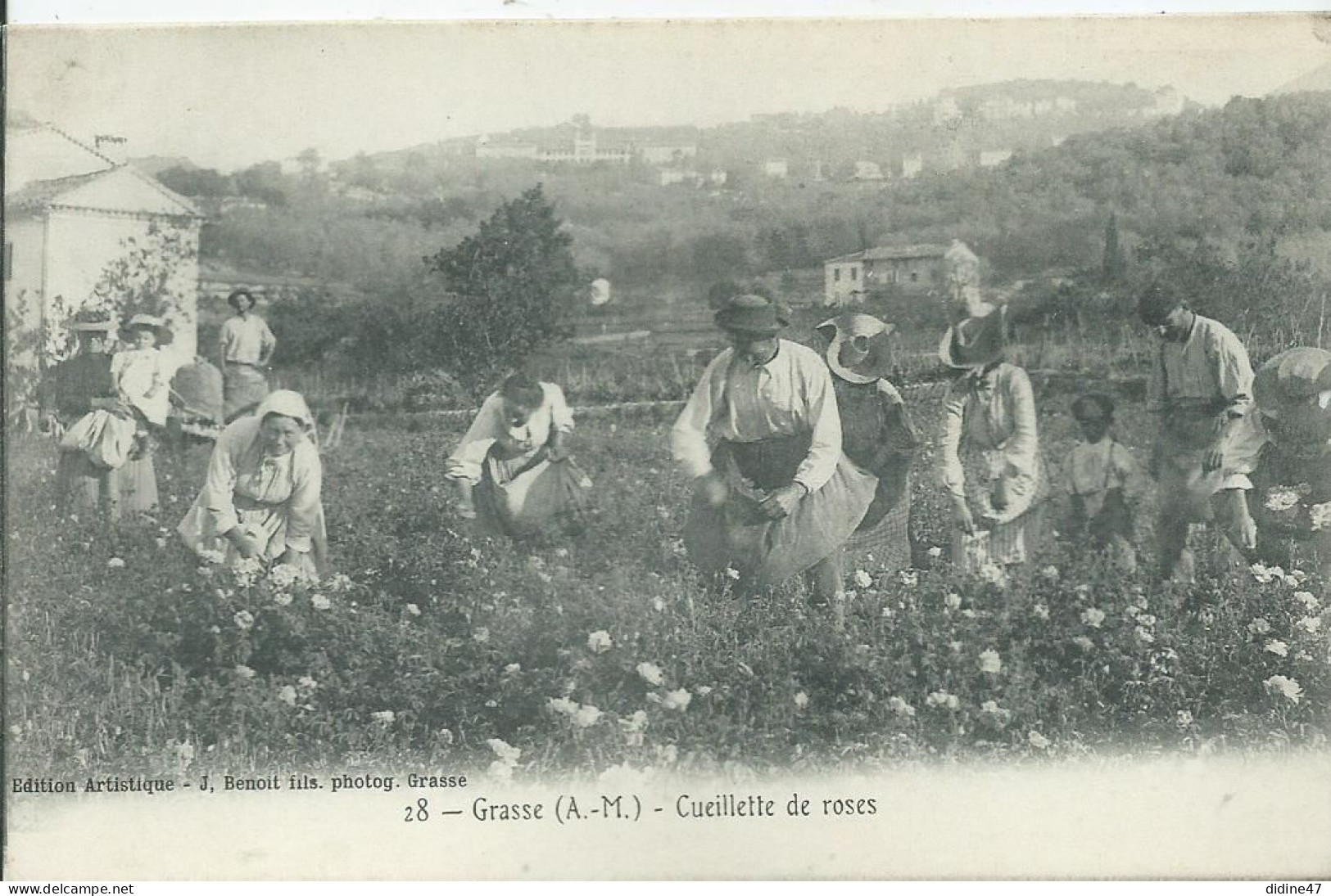 GRASSE - Cueillette De Roses - Grasse