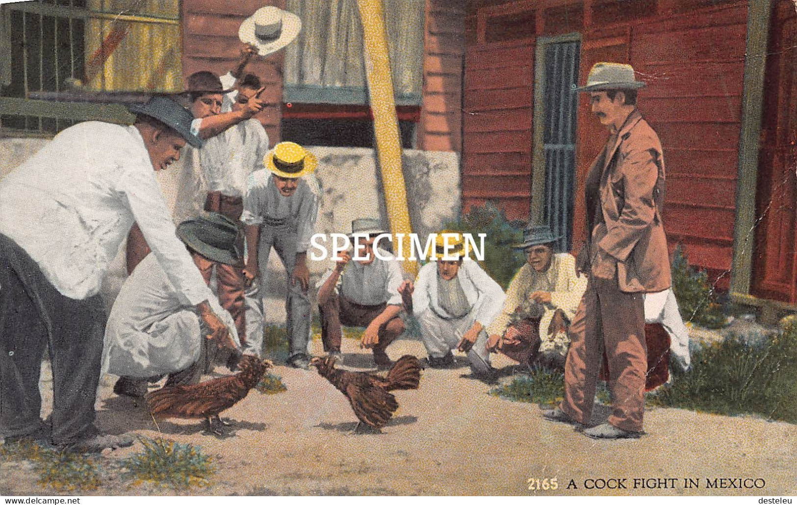 A Cock Fight In Mexico - Messico