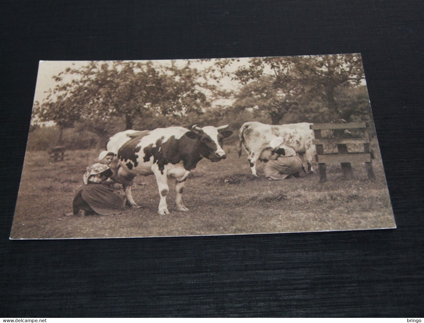 75000-  ZEELAND, ZUID-BEVELAND - MELKTIJD  / KOEIEN / COWS / KÜHE / VACHES - Koeien