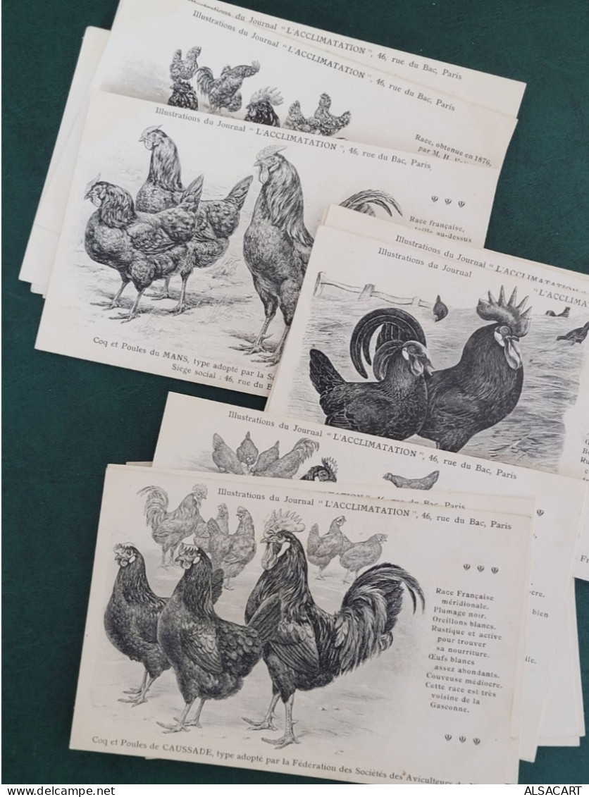 Lot De 20 Cartes Coq Et Poules , Illustrations Du Journal "l'acclimatation" , Rue Du Bac , Paris - Verzamelingen & Kavels