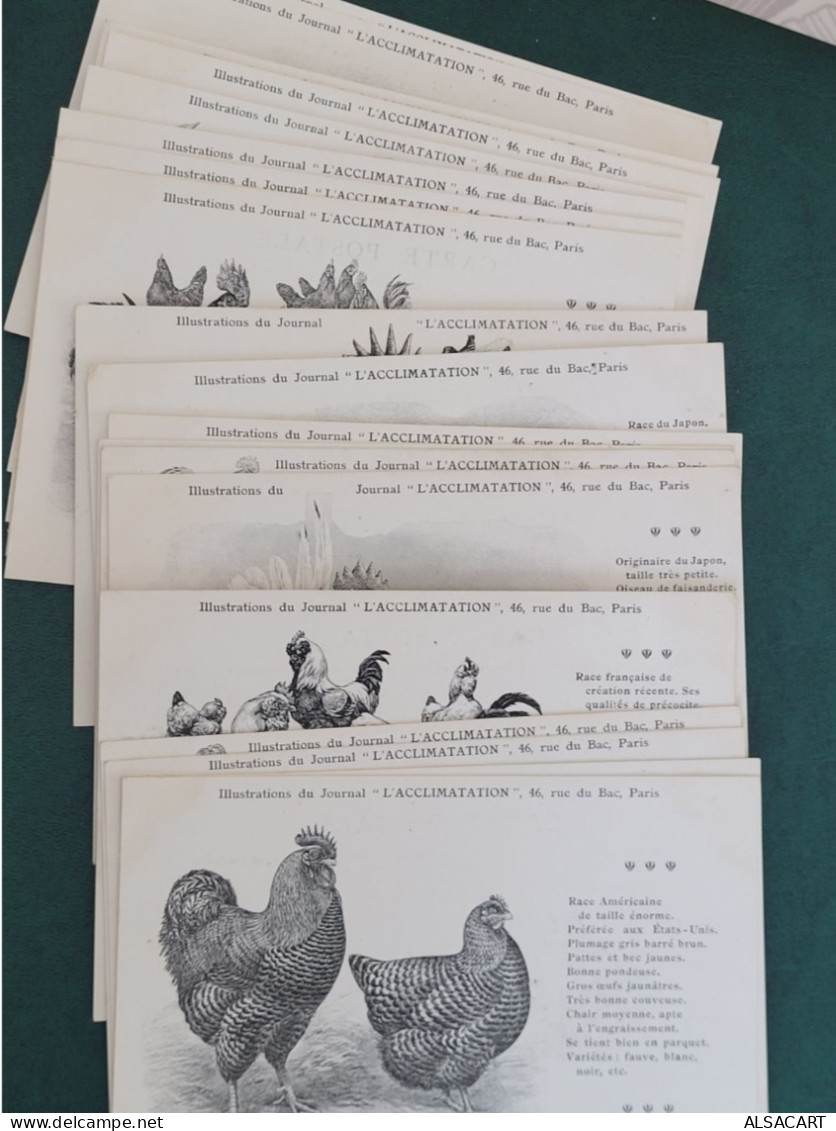 Lot De 20 Cartes Coq Et Poules , Illustrations Du Journal "l'acclimatation" , Rue Du Bac , Paris - Verzamelingen & Kavels
