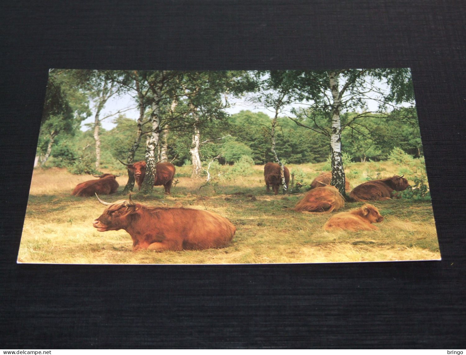 75009-     MARTIN KERS, IMBOS, GELDERLAND - KOEIEN / COWS / KÜHE / VACHES - Vaches