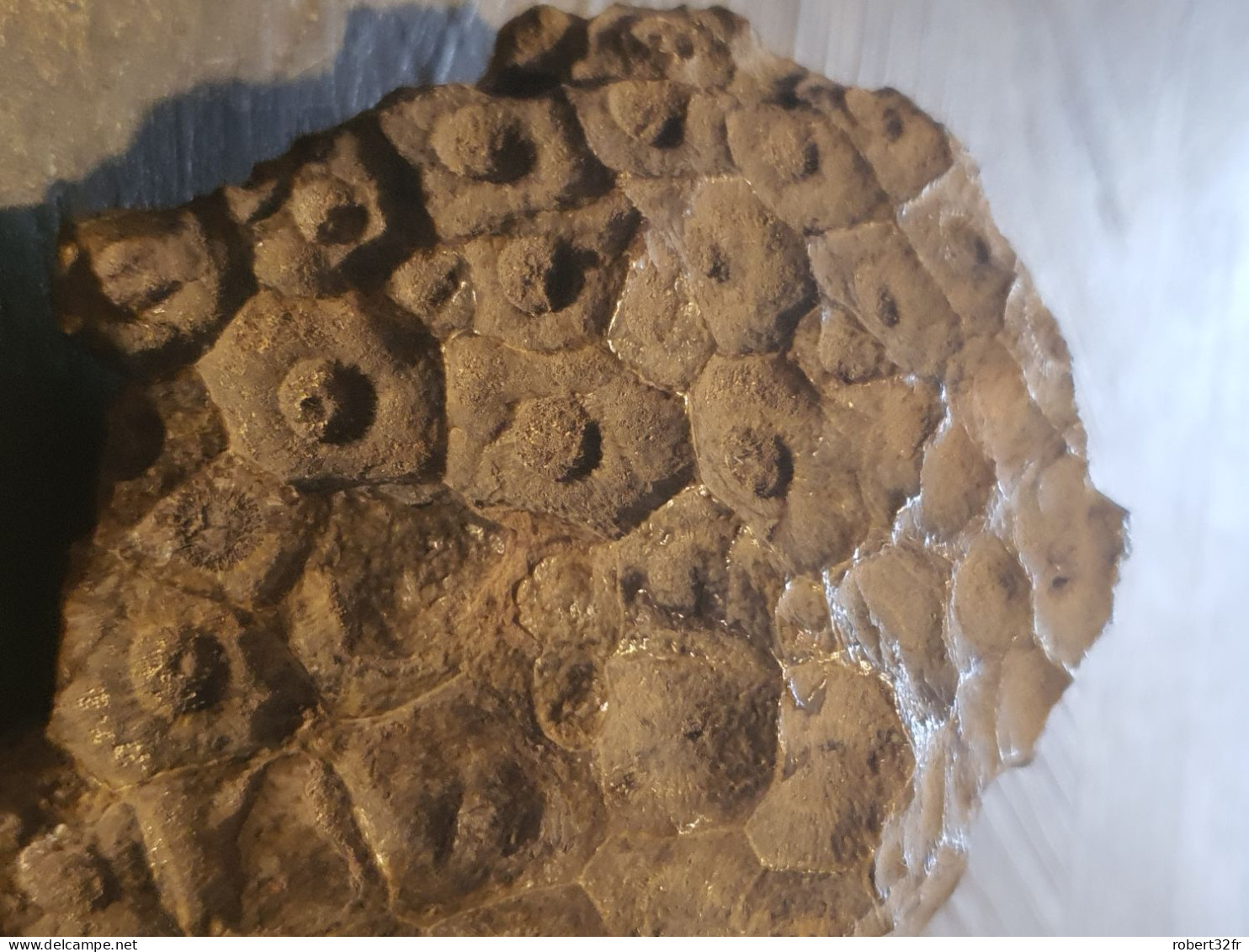 Joli Fossile De Corail Hexanogaria - Environ 350 Millions D'années - Nice Fossil Of Hexanogaria Coral. - Fósiles