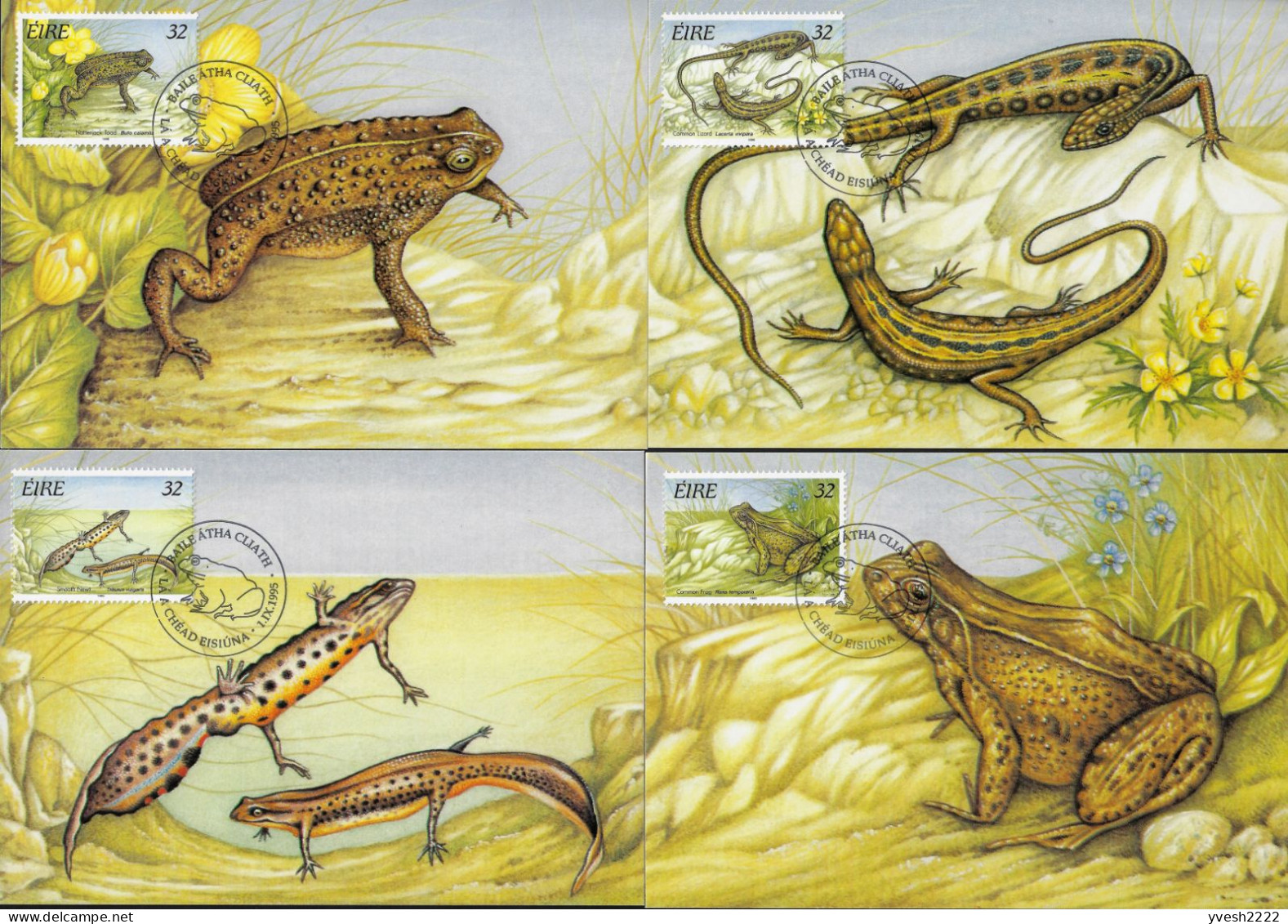 Irlande 1995 Y&T 912 à 915 Sur Cartes Maxima. Reptiles Et Batraciens. Crapaud, Grenouille, Lézard, Triton - Frogs