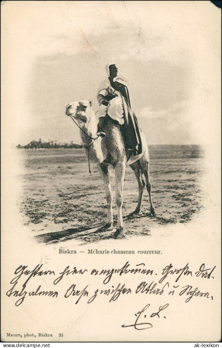 Postcard Biskra بسكرة Biskira Mecharis Chameau Courreur - Kamel 1903 - Biskra