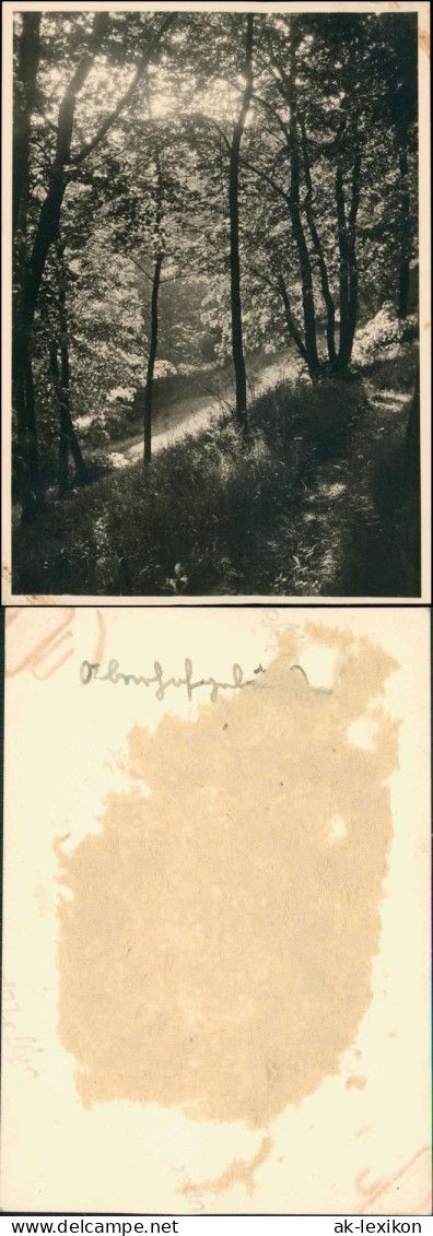 Danzig Gdańsk/Gduńsk Waldpartie - Lichtung 1926 Privatfoto Foto - Danzig