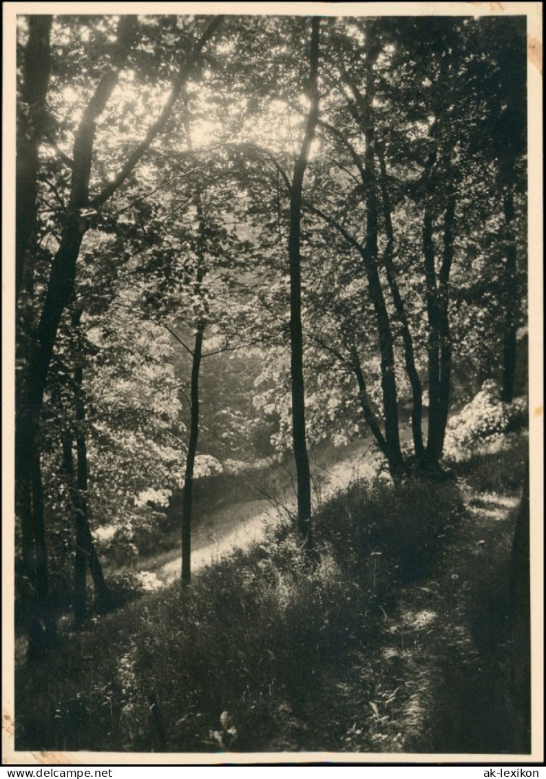 Danzig Gdańsk/Gduńsk Waldpartie - Lichtung 1926 Privatfoto Foto - Danzig