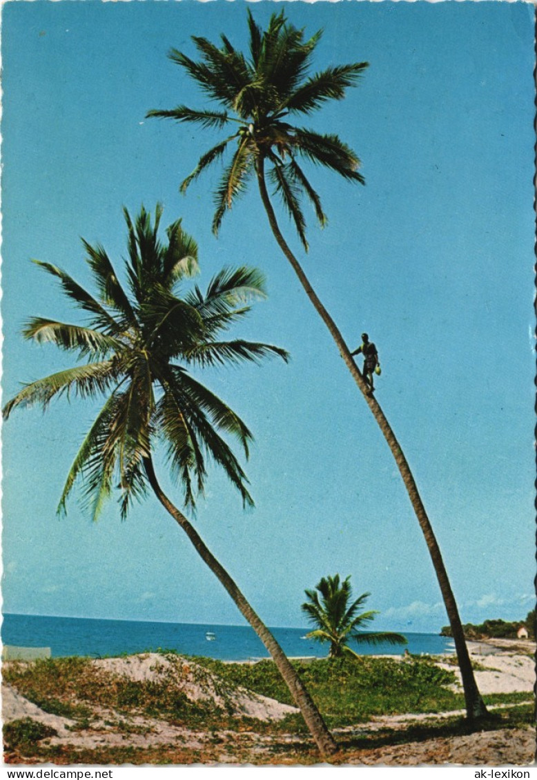 _Allgemein Beach Scene, East Africa, Palm Climbing, Palmen-Kletterer 1970 - Kenia